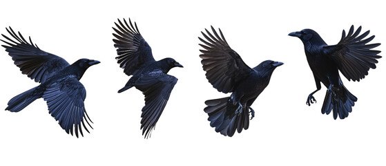 Obraz premium Four Crows in Flight, Isolated on Black Background, Wingspan, Detailed Feathers, D