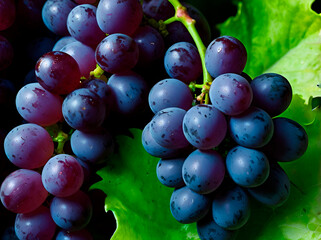 Grape Extravaganza: A cluster of deep purple and green grapes, draped over a lively, neon green background, creating a dynamic visual feast.