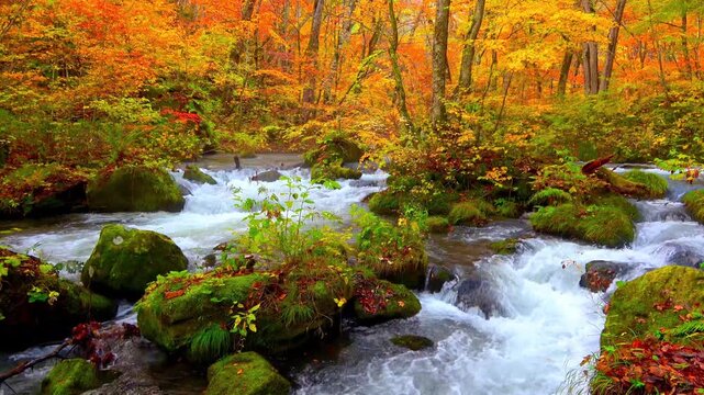 秋の奥入瀬渓流・自然音（青森県・十和田市）