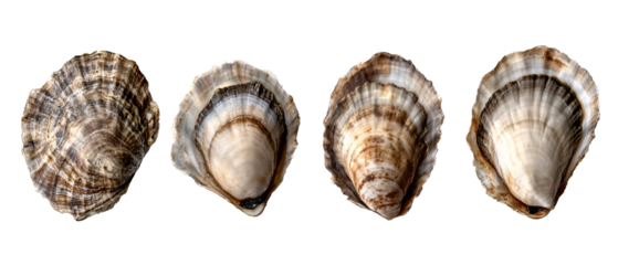 Closeup of Four Oyster Shells with Brown and White Stripes on Black Background, Closeup of Four Oyster Shells with Brown and White Stripes on Bl