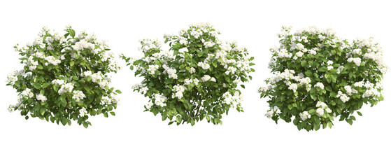 Obraz premium Blooming White Flowers on Green Bush Isolated on Black Background, Blooming White Flowers on Green Bush Isolated on Black Backgroun