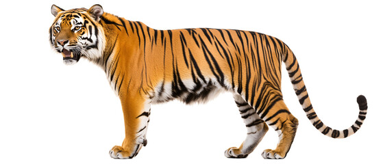 Majestic Bengal Tiger Standing on a Black Background