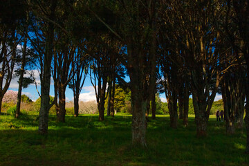 Obraz premium Beautiful sunny day in the Botanic Garden in East Auckland, New Zealand.