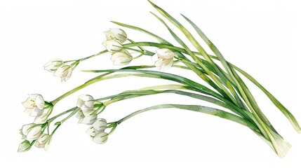 Fototapeta premium Nira (garlic chives) clipart,Clipart, watercolor illustration, Perfect for nursery art The style is hand drawn, white background
