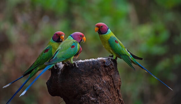 Plum headed parakeet birds sharing food with one another with use of selective focus 