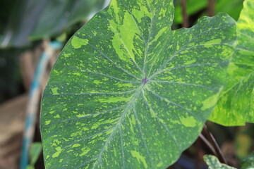Close-up of a vibrant green variegated leaf showcasing intricate patterns and textures, perfect for nature-inspired designs and botanical studies.