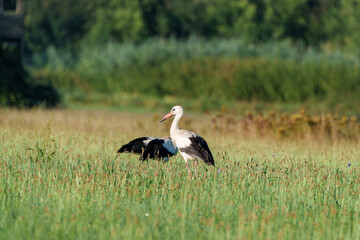 A magnificent stork gracefully spreads its elegant wings in a lush, green field setting