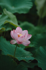 Fototapeta premium しっとり美しく咲く蓮の花