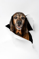 Portrait of a dog on a white background.