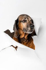 Portrait of a dog on a white background.