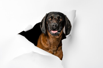 Portrait of a dog on a white background.