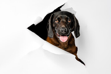 Portrait of a dog on a white background.
