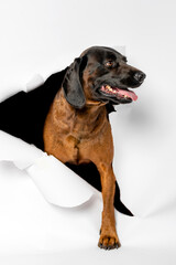 Portrait of a dog on a white background.