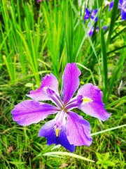 Background of a garden with lily flower purple color.