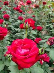 Beautiful roses bloom in a garden plenty of red and pink roses.