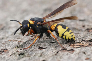 Closeup on a large , rare Mediterranean potter or mason wasp , Tropidodynerus flavus, sitting on wood