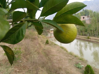 Green Oranges on an Orange Tree Branch