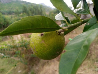Green Oranges on an Orange Tree Branch