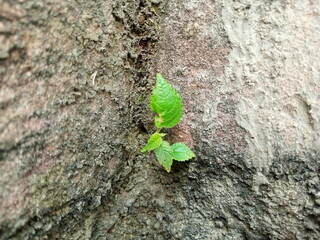 Small Green Plant Emerging from Old Brick Crevice