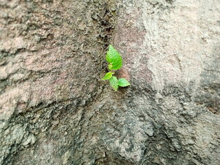 Small Green Plant Emerging from Old Brick Crevice