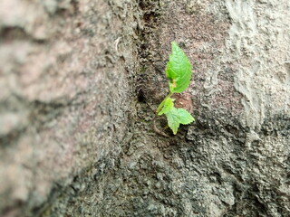 Small Green Plant Emerging from Old Brick Crevice