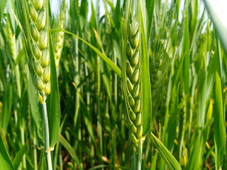 Vibrant Green Wheat Farm in Early Growth Stage