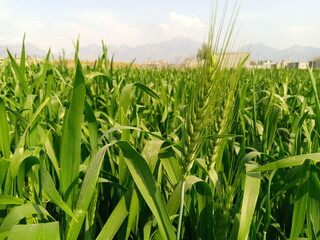 Vibrant Green Wheat Farm in Early Growth Stage