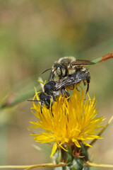 Closeup on a copulating mating male and female Mediterranean golden-tailed woodborer solitary bee, Lithurgus chrysurus