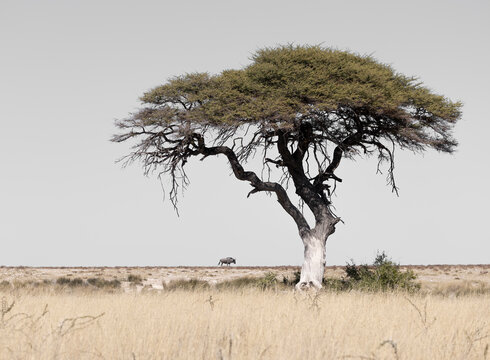 Lone oryx grazes under an acacia tree in Namibian Savannah