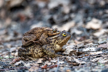 Portrait of frogs crawling on the ground.