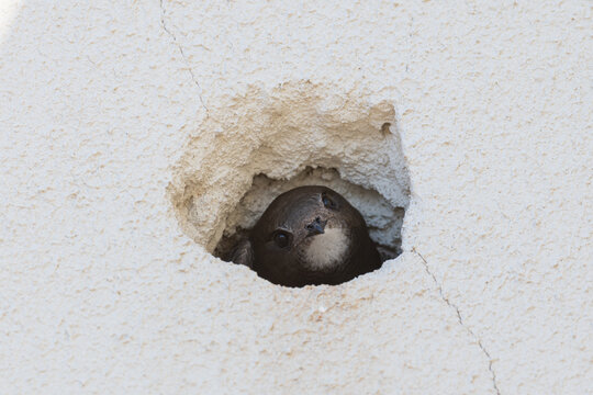 Swift peeking from a hole in a white wall