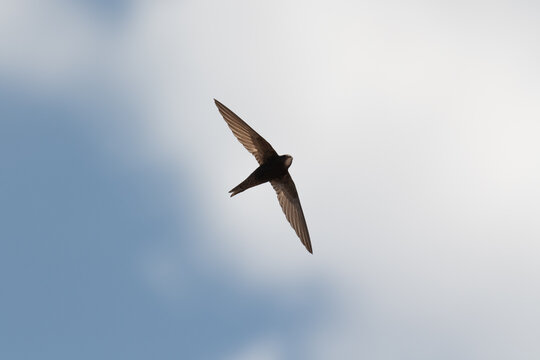 Swift in flight against a clear blue sky