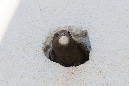 Swift peeking out from a nest hole in a building