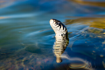 Portrait of a snake looking out of the water.
