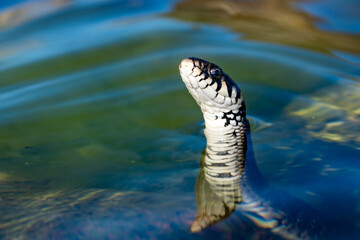 Portrait of a snake looking out of the water.