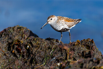 Portrait of seabirds on the shore.
