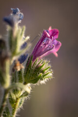 the vegetation of the house