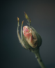 a close-up vertical view of a rosebud. The bud is in the early stage of blooming, with the petals still tightly wrapped. 