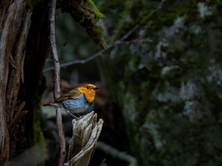 森の中の暗い木陰の枯れ木の上で周りを見渡しているコマドリの雄