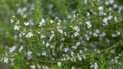 The thyme plant blooms in August.