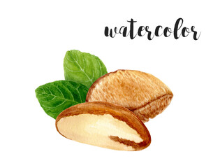 A beautiful and captivating Watercolor Illustration depicting Brazil Nuts and Leaves