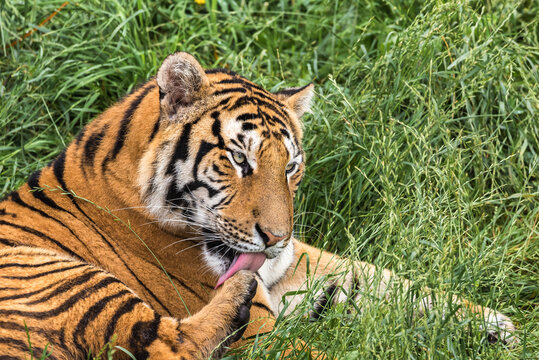 Captivating tiger grooming itself in lush green grass