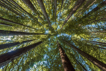 Forest canopy view of towering Sequoias in daylight