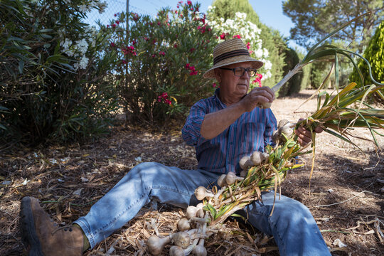 Farmer harvesting garlic in a sunny garden