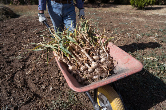 Farmer transporting freshly harvested garlic in a wheelbarrow
