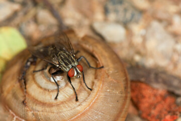 Close up The housefly insect on snail dead