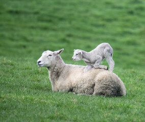 Baby lamb playing on mother’s back. Auckland.