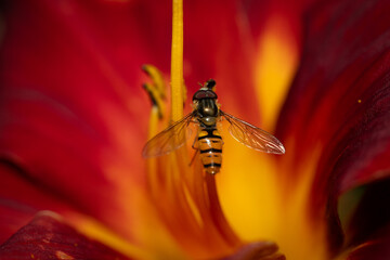 Naklejka premium Hoverfly getting pollen from a lily flower