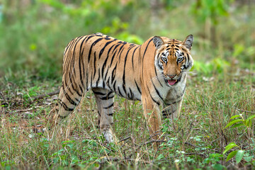 The Bengal tiger from Indian forests