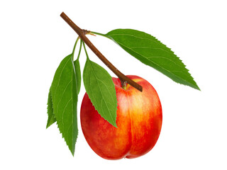 Nectarine fruit with green leaves on branch isolated on white background